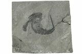 Eurypterus (Sea Scorpion) Fossil - New York #236949-1